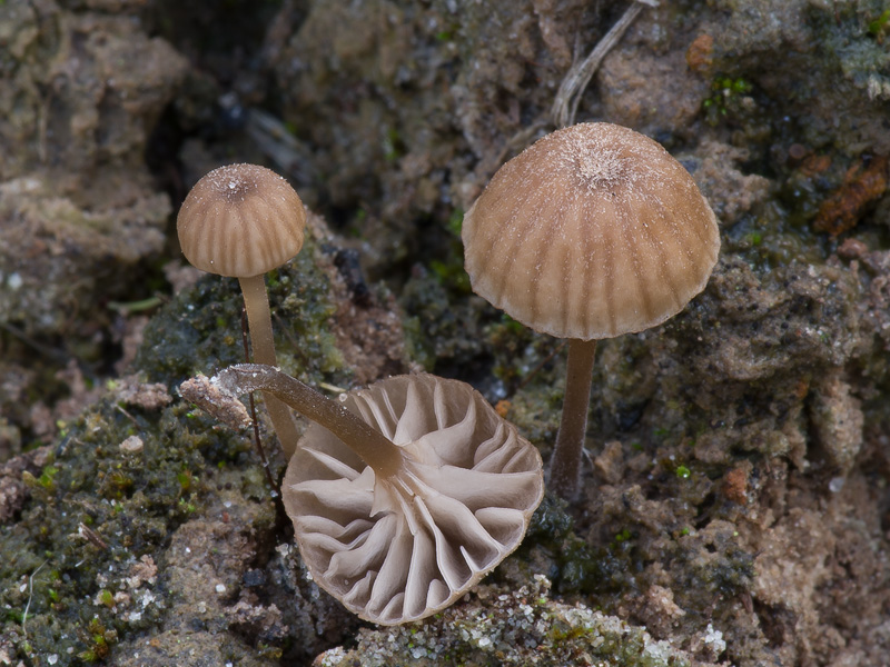 Entoloma graphitipes